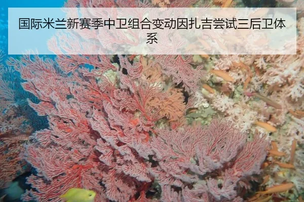 国际米兰新赛季中卫组合变动因扎吉尝试三后卫体系